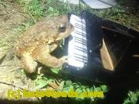/home//u458753944/public_html/sourcegallery////////Roxborough Toad Detour/2024/2024-04-01/P4011348.JPG